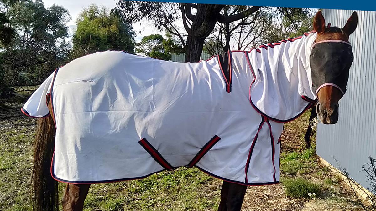 COVER UP: The outbreak of Japanese encephalitis means horse owners are advised to cover up their animals from the risk of mosquito bites. Picture: Federal government. 