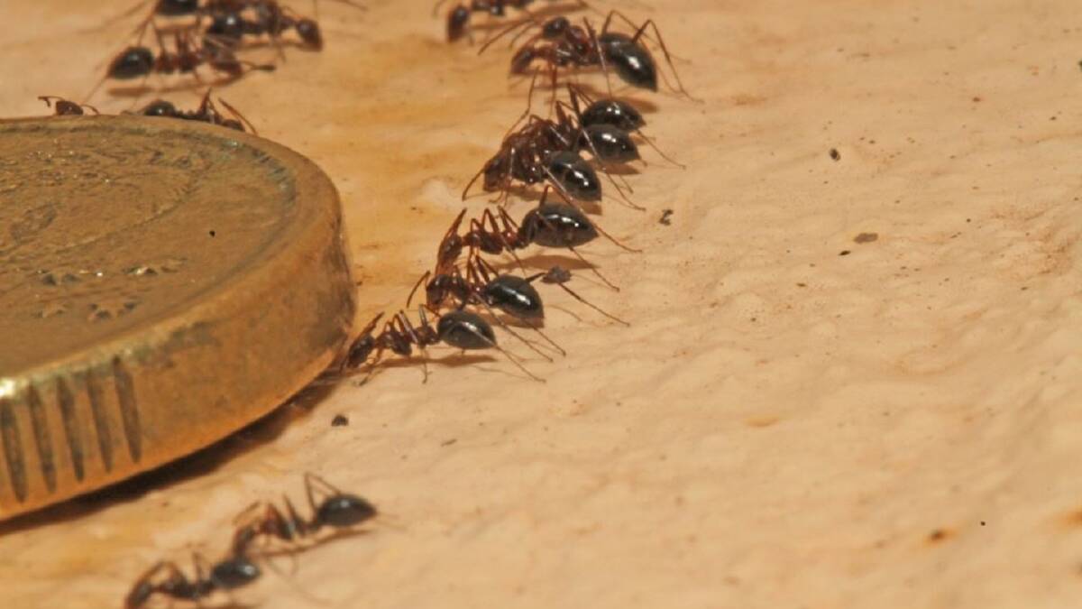 Attack of the ants