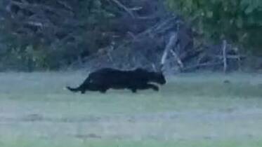 Could all the sightings be large feral cats?