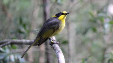 FARM BUY: Cattle have been removed to protect habitat for the critically endangered Helmeted Honeyeater. Picture: Trust for Nature.