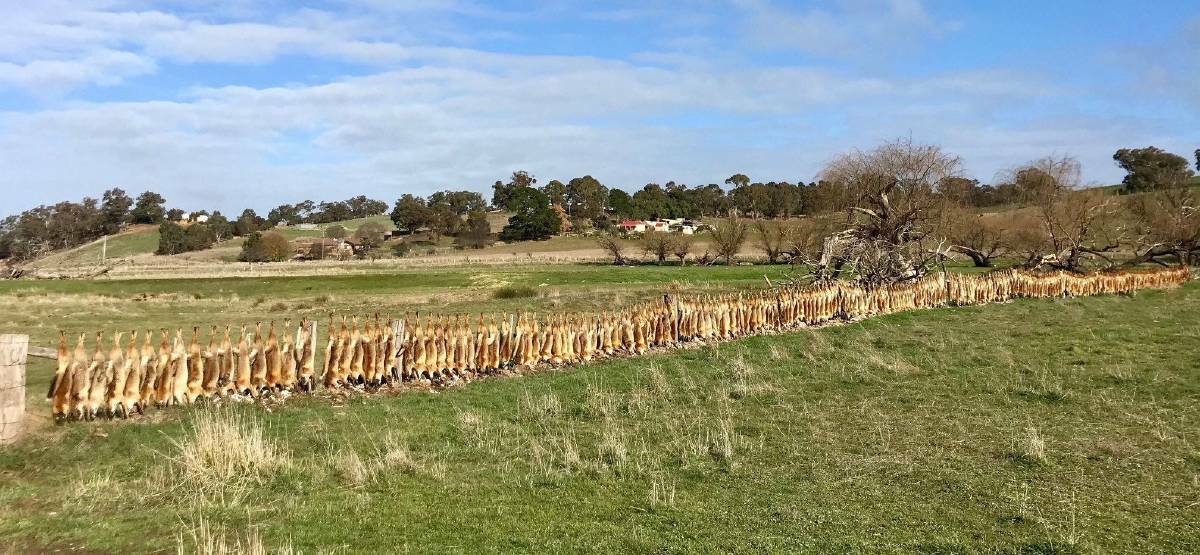 That famous fox fence from years past in Yapeen,central Victoria.