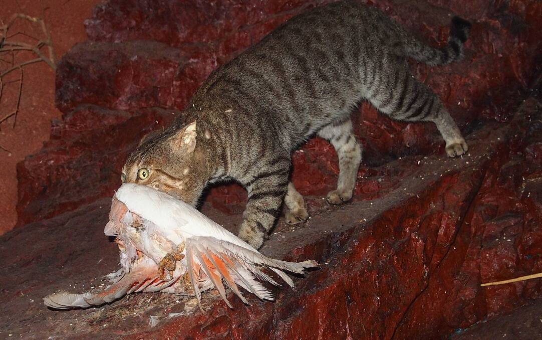 The feral cat menace has been described as one of the greatest threats to Australia's native wildlife. Picture from Invasive Species Council