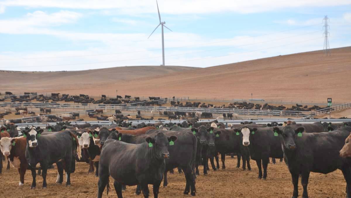 The Rowe family have been expanding the size of the feedlot at Princess Royal Station from 13,000 to 18,000 head.