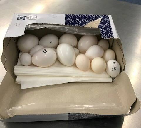 Officials crack a wildlife smuggling case - when eggs hatched at the airport