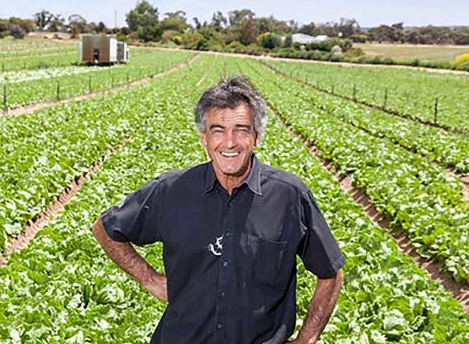 LETTUCE MASTER: Don Ruggiero is selling the family's big lettuce growing operation at and some of the growing secrets with it. Picture: Swanport Harvest.
