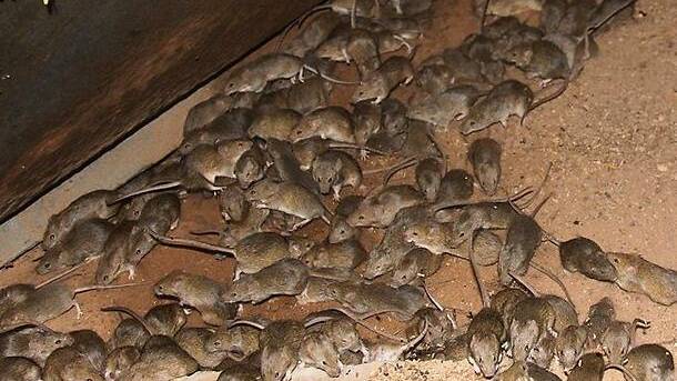 Not all home insurance policies cover claims for damaged from the mouse plague, it has been claimed.