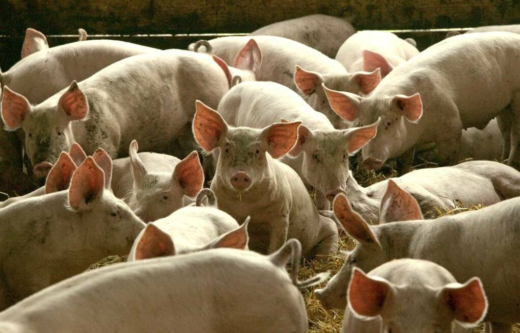 Australia's pork exports are booming thanks to the country's freedom from African Swine Fever.
