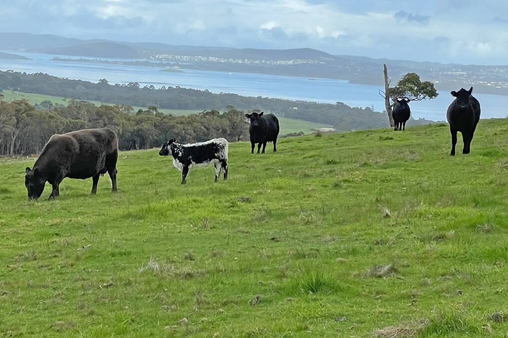 A high-performing grazing farm near Albany in the south-west of WA sold for $7.55 million in March 2023 or an incredible $38,325 per "effective" hectare. Picture supplied