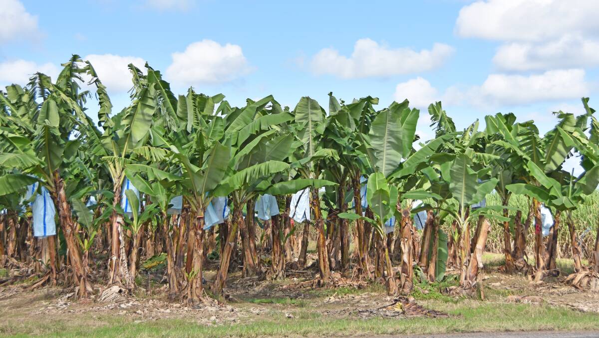 All banana plants, not just those showing signs of infection, will be removed and destroyed on 42 properties in the Top End.