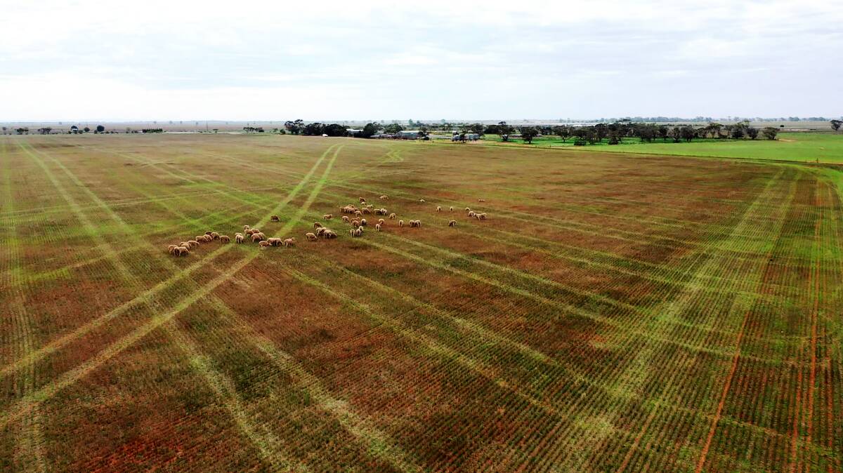 Two large tracts of farming country are for sale together or individually at Port Wakefield. Pictures from Wardle and Co.