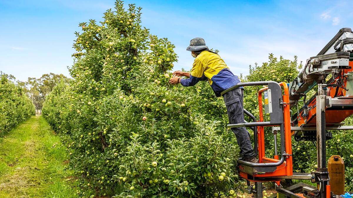 A group of family orchards in the Goulburn Valley is up for sale in a combined sales campaign. Pictures and video from Ray White Rural.