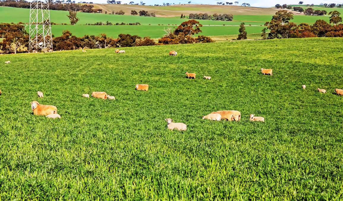 Lush pastures this season on the Wegner farm in the southern Flinders Ranges which is heading to auction. Pictures from Ray White Rural