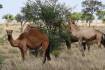 Probe questions whether feral animals like camels used in pet meat