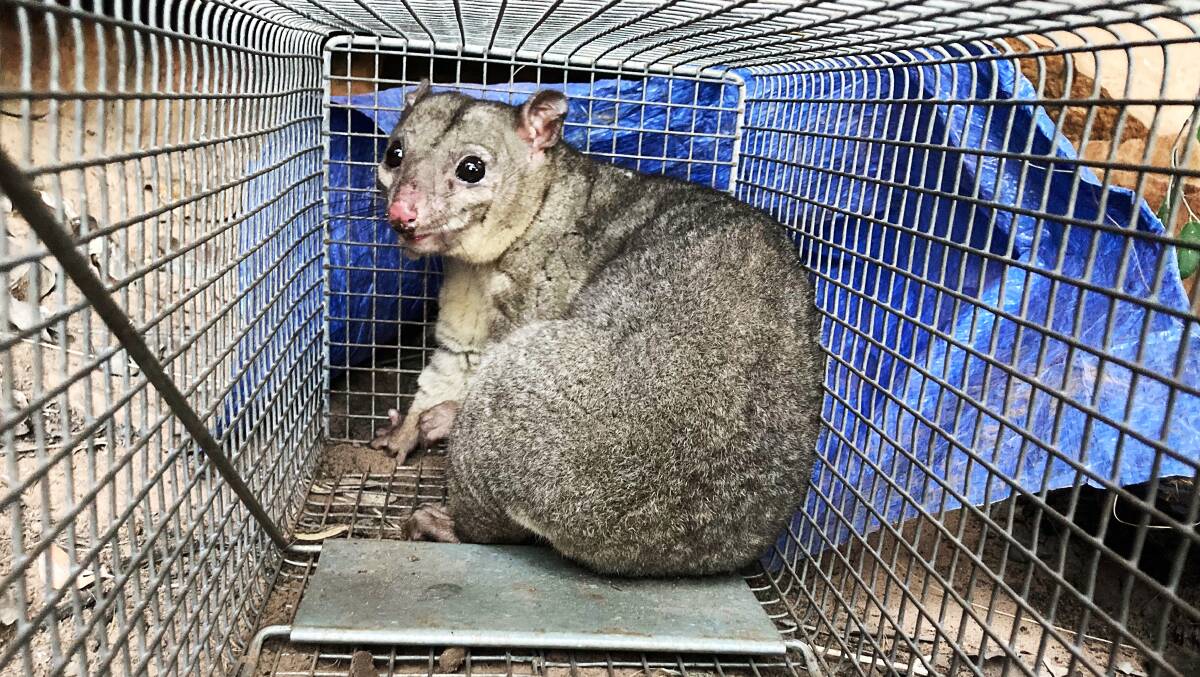 THERE YOU ARE: The rare scaly-tailed possum has been found for the first time in the Northern Territory. Pictures: D. Hoadley, AWC.