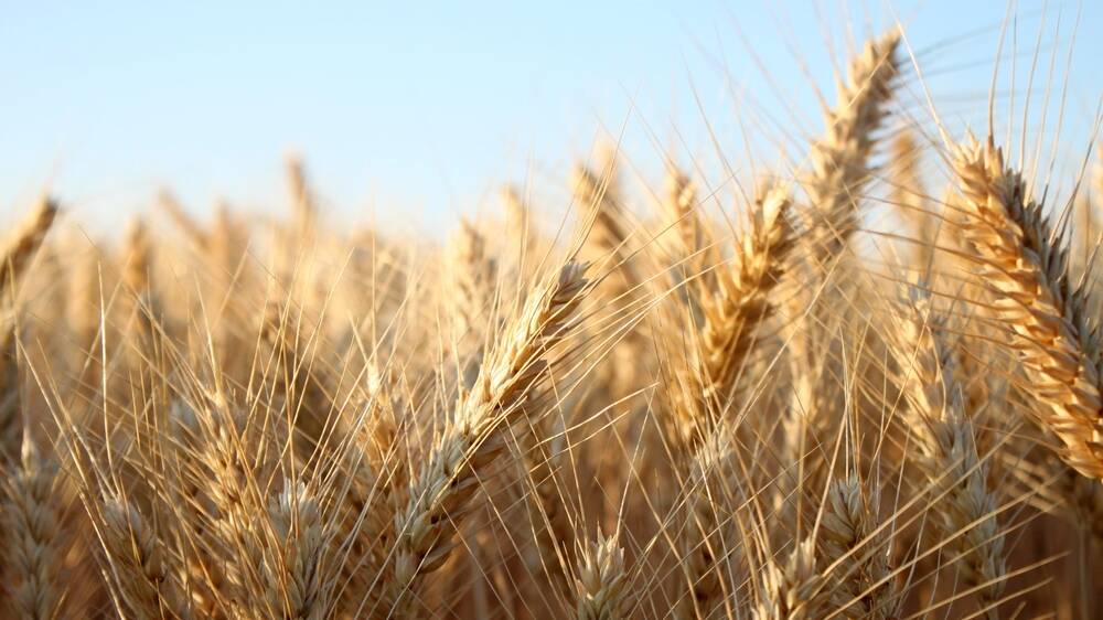 SPECIAL EVENT: Adelaide has been named the host of the five-day International Wheat Congress in 2024.