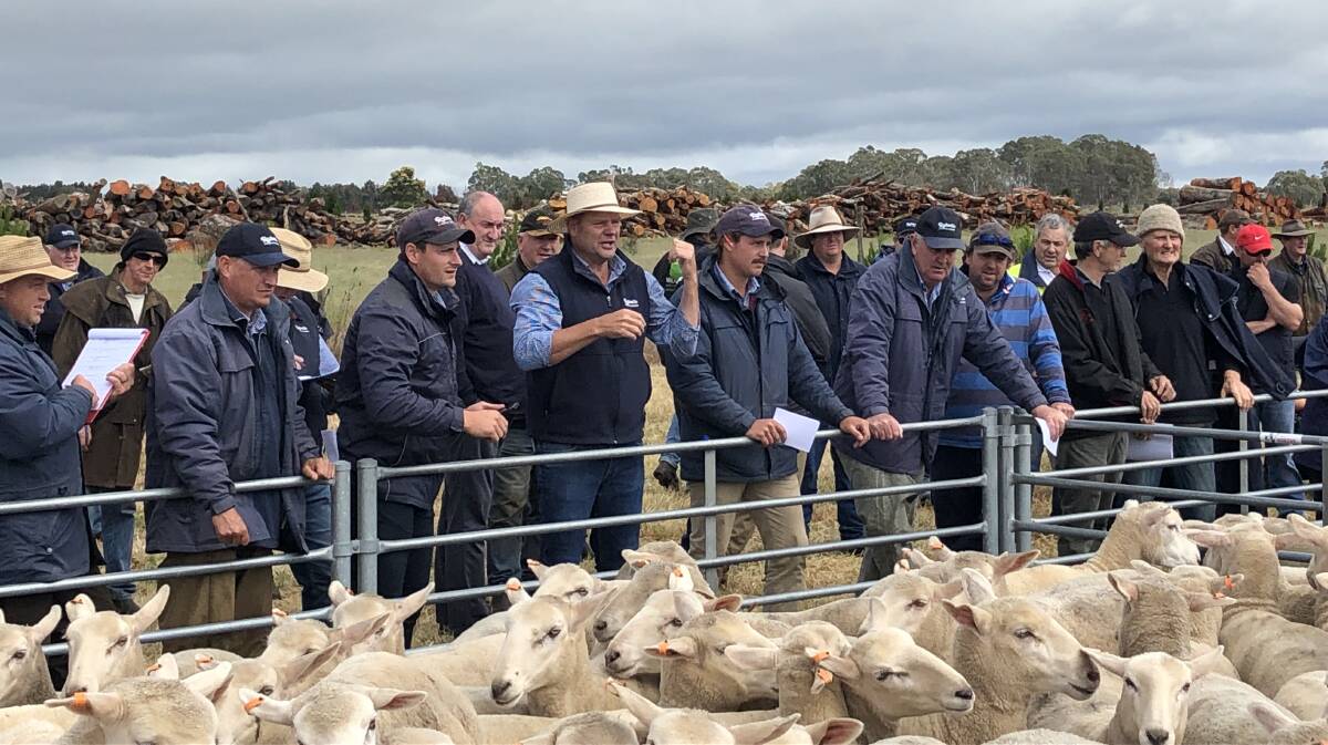 First-cross ewes hit $388