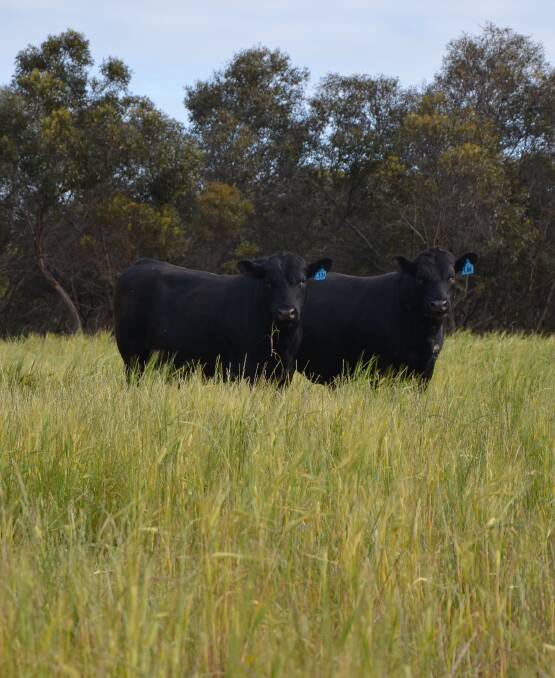 DUAL PURPOSE: Keringa Angus yearling bulls in Scope barley, sown for grazing and hay production, while also helping to manage brome grass.