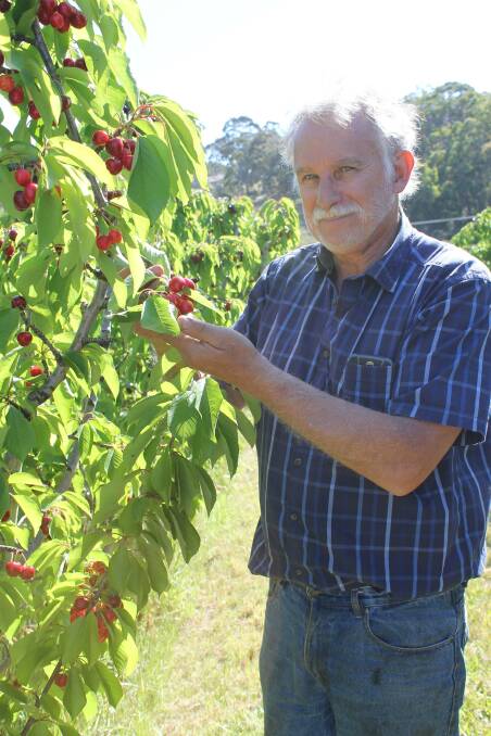 FESTIVE FRUIT: Lenswood grower Peter Green in Simone cherries, which he expects will be ready to pick just after Christmas. 