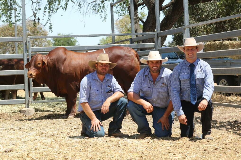 Zach Muntelwit and Luke Carrington of Rondel Droughtmasters and Josh Heck, SBB/GDL pictured with Lot 1 Rondel Volvo (P) - $21,000. Photo:Georgie Connor SBB/GDL