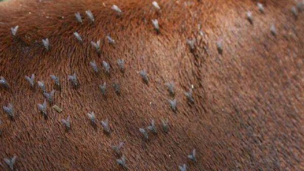 A $3 million grant has been secured to fund the development of a new biological product to treat cattle tick and buffalo fly.
