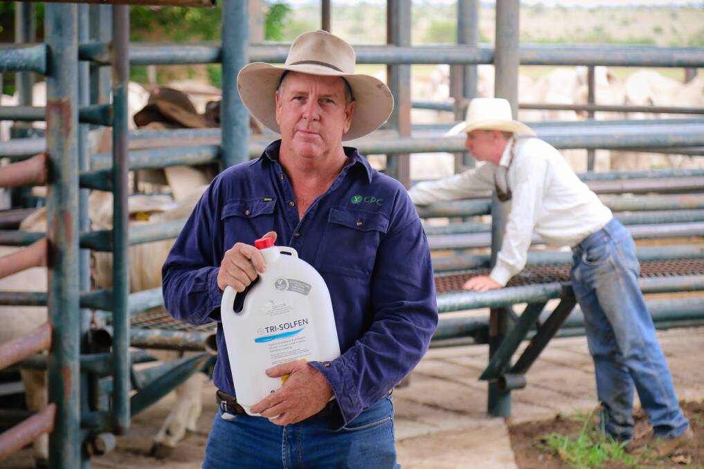 In March, Consolidated Pastoral Company’s Allawah stud manager Jason Purcell, Queensland, trialled new pain relief during their on-property branding of calves.