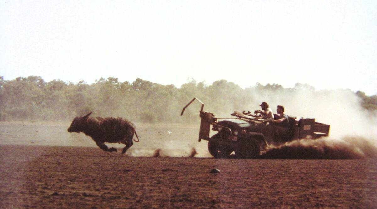 Feral buffalo and wild cattle catching bionic arm in action on a cattle station in the Northern Territory.