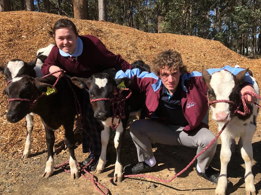 CALF PROJECT: Taree Christian College students Ashleigh Fernance and Nathaniel Kennedy.