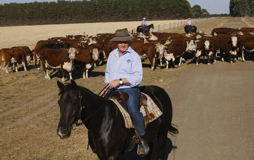 On the job: Midfield boss Colin McKenna working stock on his Woolsthorpe farm. He has received an Australia Day honour.