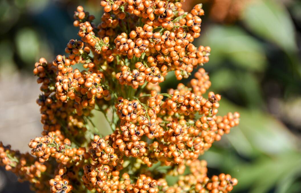 There is expected to be a big plant of sorghum this year, which will mean more grain to complement the east coast winter crop, which has struggled with dry conditions in most areas.