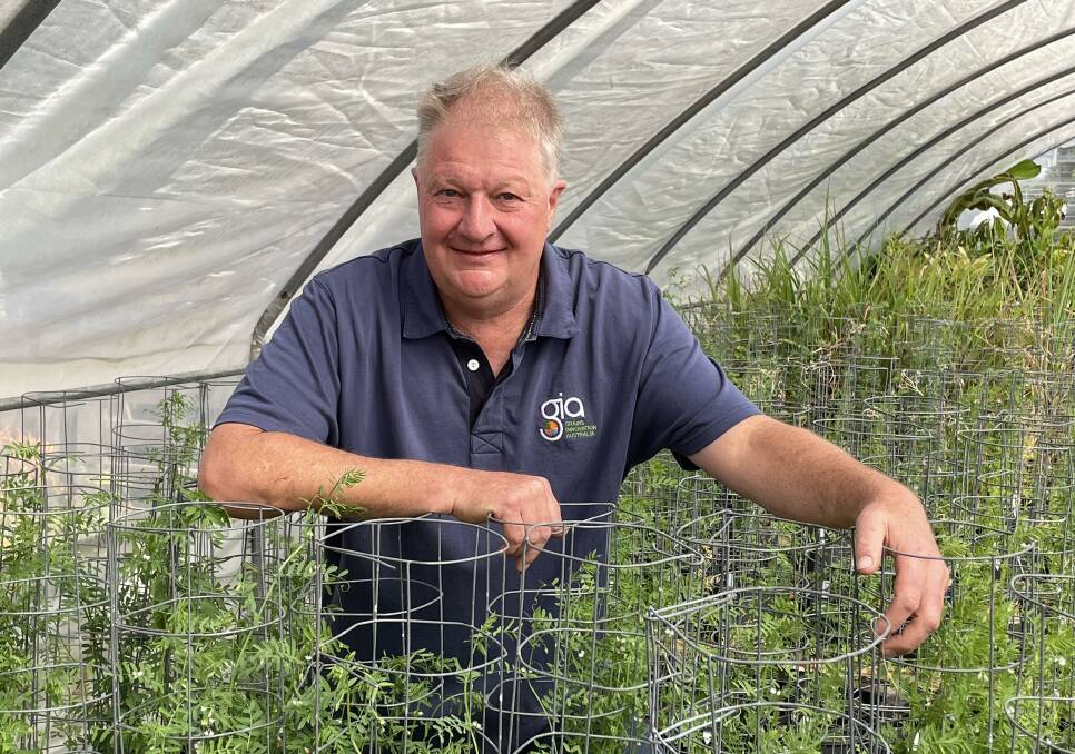 Grains Innovation Australia breeder Michael Materne has helped develop a suite of new lentil varieties ready to be released to the market.