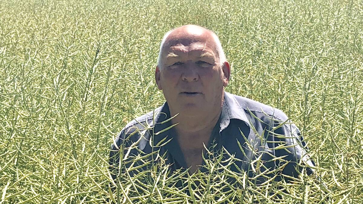 Birchip farmer John Ferrier in a canola crop on his property earlier in the year. He says yields have been hit after a heavy wind blew seed from the pods onto the ground.