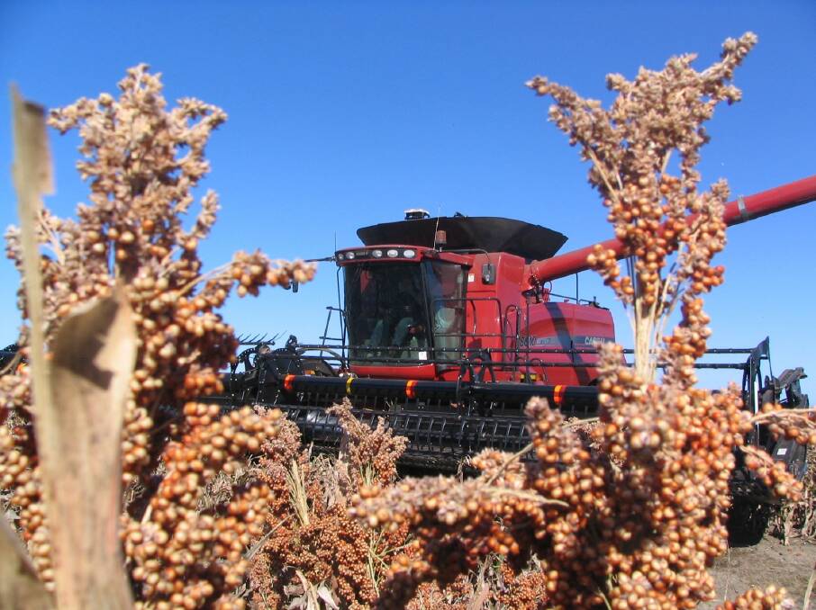 Australia's sorghum crop is more likely than not to come in under average given patchy conditions in key production zones.