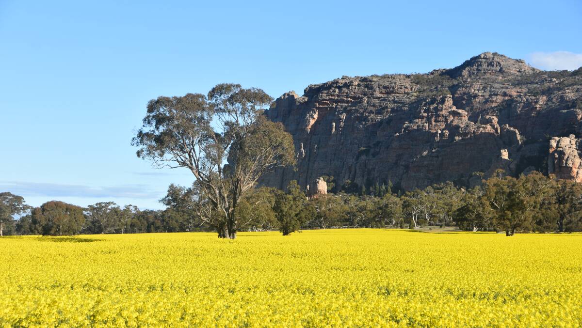 Canola production is set to rise in Australia following a favourable year in NSW and Victoria in particular.