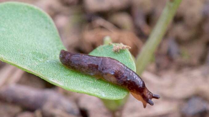 DAMAGING: Slugs were a major pest in emerging crops this autumn. Photo: GRDC.