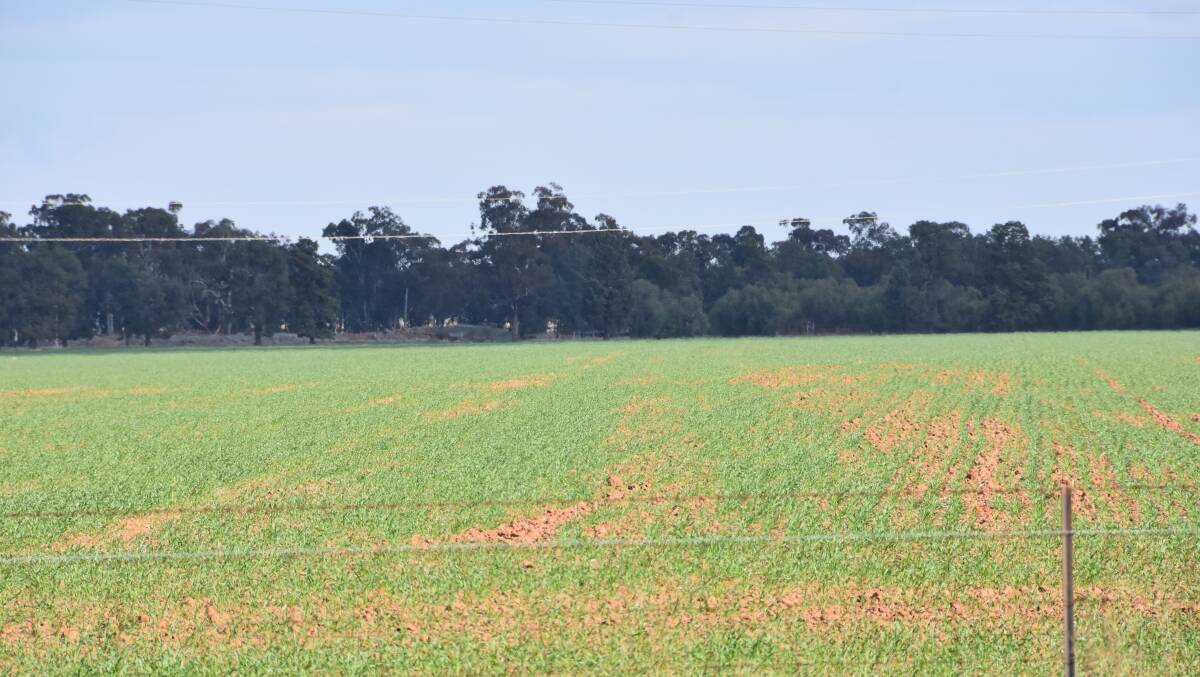 With crops, such as this one between Wagga Wagga and Narrandera, struggling this year drought policy is a hot topic of conversation. 