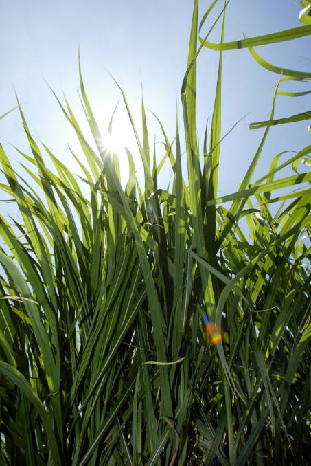 Australian sugar plantings are facing stiff competition from horticulture for hectares at present.