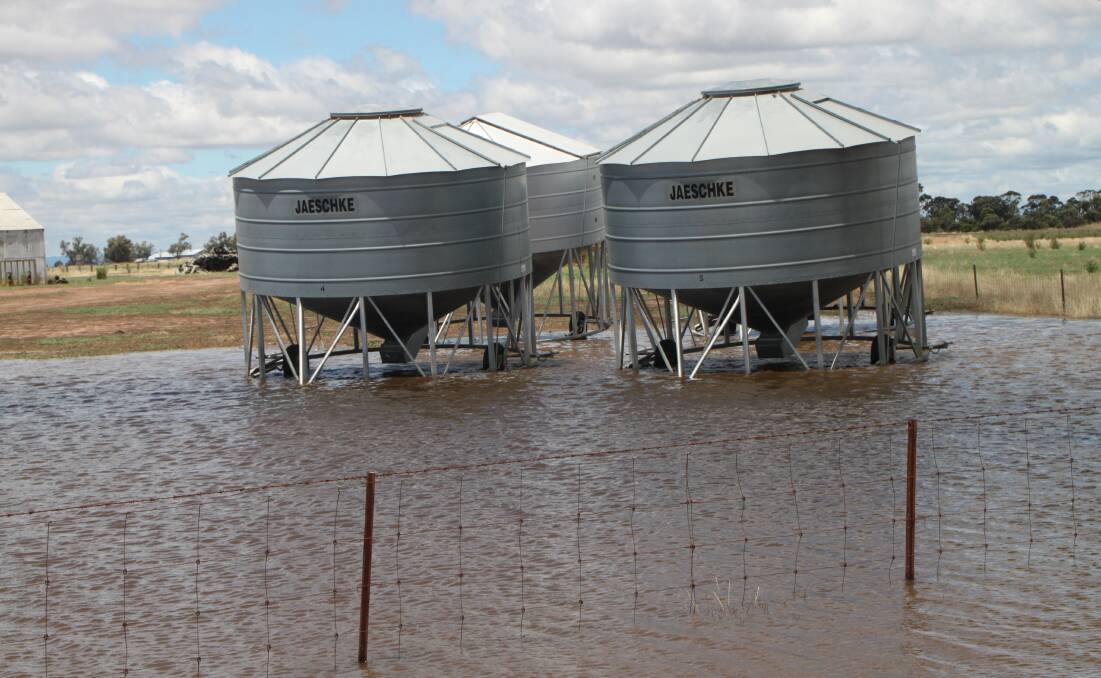 Heavy rain is likely to cause significant quality issues in the winter crop.