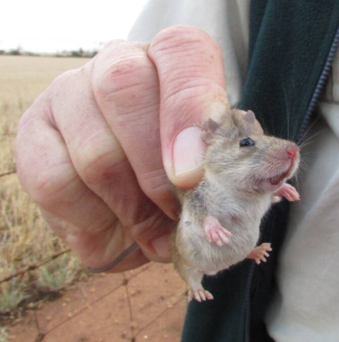 REVOLTING RODENT: Mus musculus also known as the house mouse. File photo.