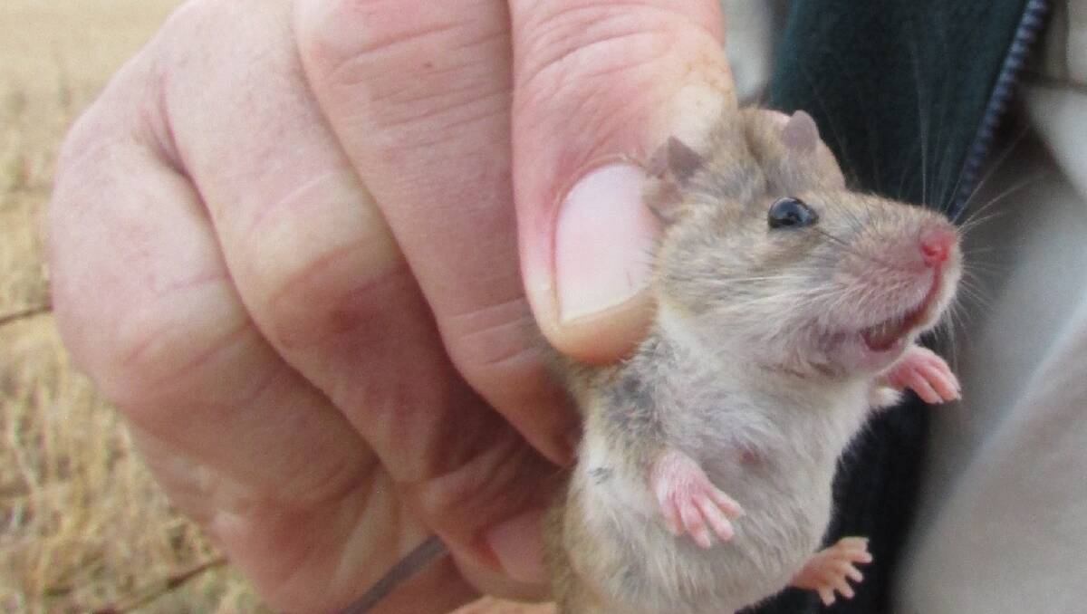 The end of the mouse plague is but when? Online | Australia