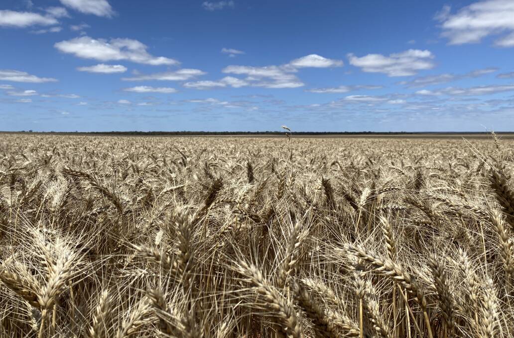 Wheat yields have hit 6 tonnes a hectare in places at Petro this year. Photo: Contributed.