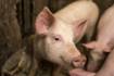 Mystery surrounds Chinese pig numbers
