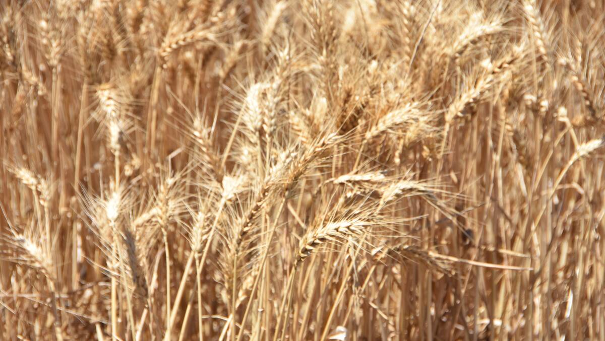 It was good news for wheat producers in the recent WASDE report. Photo: Gregor Heard.