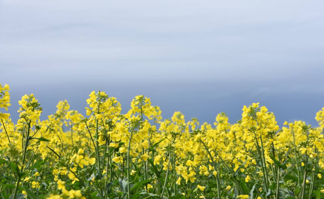 CLEAR SKIES AHEAD: The outlook for canola is good according to ABARES.