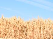 An Argentine GM wheat variety has been approved for consumption in Australia by FSANZ.