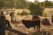 Brazil beef exports to China suspended