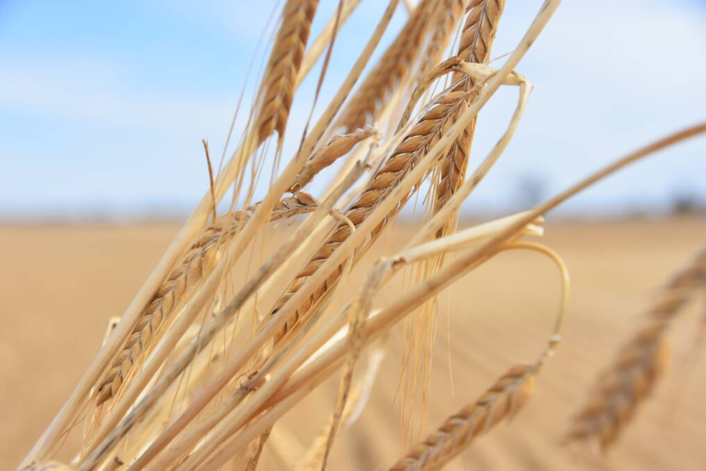 SAUDI SALES: There was good news for Australian barley growers last week with strong sales to Saudi Arabia.
