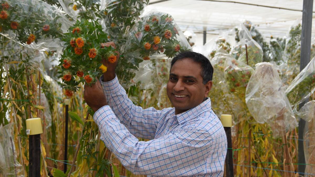Surya Kant, Agriculture Victoria, with lines of safflower used in research.