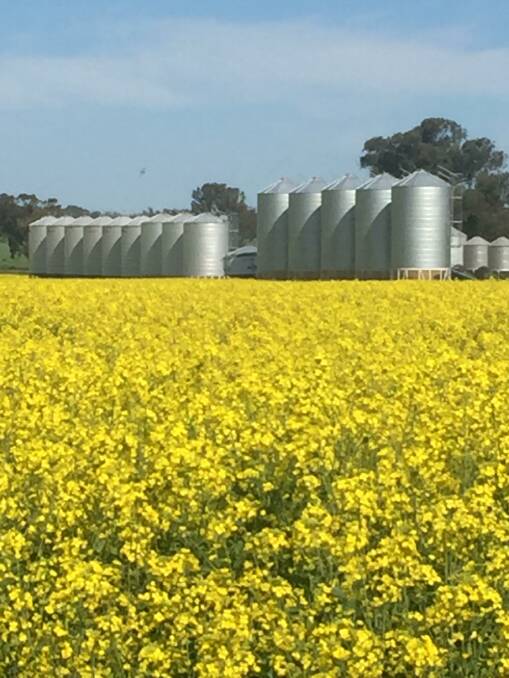 GOLDEN OUTLOOK: Australian canola producers are upbeat about this year's seasonal prospects.