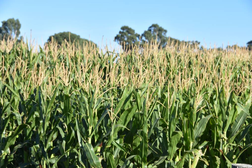 Brazil's corn production outlook is back in the spotlight.