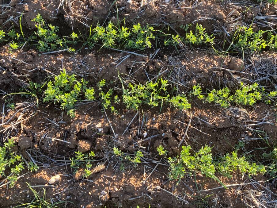 GRASS NOT GREENER: Grasses in this lentil crop were well controlled by Adama's new Ultro herbicide.